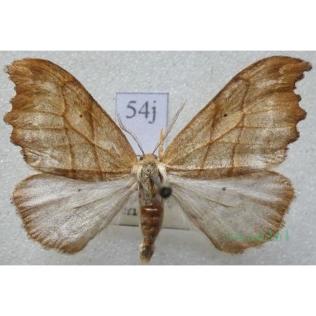 Falcaria lacertinaria (Linnaeus, 1758) male Wycinka jaszczurówka Czech54j